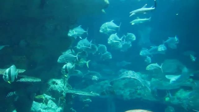 Atoll Reef at Ocean Park смотреть онлайн