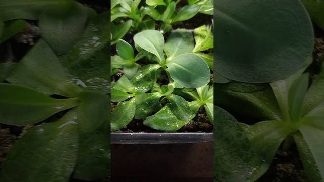 что будет с эустомой, если пересушить грунт. 04.03.2021 смотреть онлайн