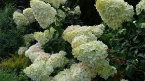 Гортензия «Полярный медведь»: описание, выращивание гортензия метельчатая