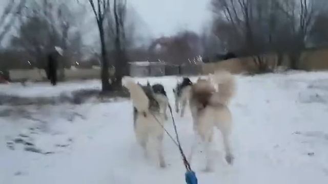 Упряжка в Хаски Лэнд крылатская 18 смотреть онлайн