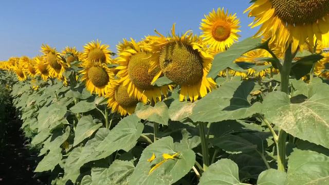 Соняшник 🌻🌻🌻. Гібрид Ароматік від Lidea. смотреть онлайн