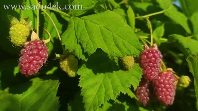 Саженцы ежемалины. Купить ежемалину Логанберри Торнлесс, Марион, Оникс, Каскад и т.д + размножение. смотреть онлайн