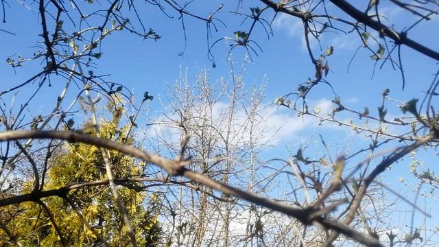 Пение коноплянки. смотреть онлайн