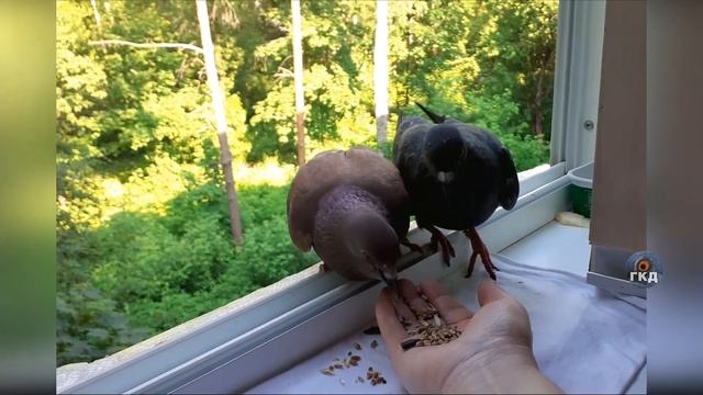 Ремонтный Мастер