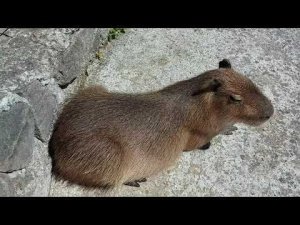 Капибара, убирайся из моей головы. Песня про грызуна