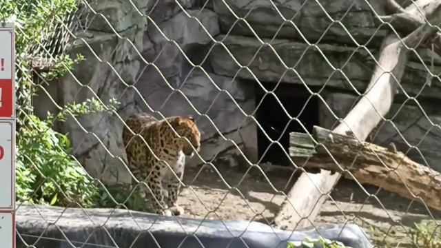 С РЕДКИМИ ЖИВОТНЫМИ НЕЛЬЗЯ БЫТЬ РАВНОДУШНЫМ смотреть онлайн