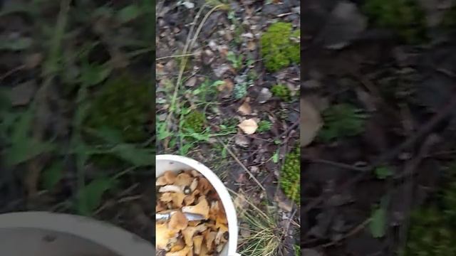 Грибные места. Лисички. смотреть онлайн