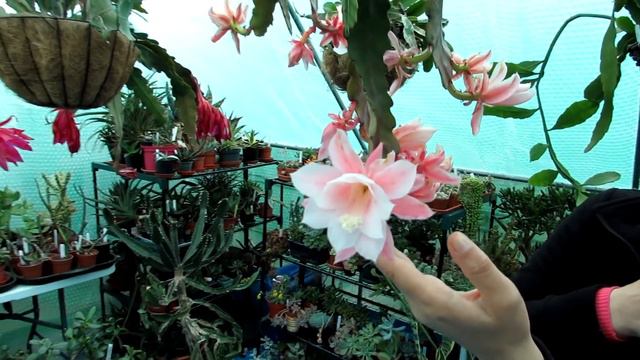 My Epiphyllum 'German Empress' Cactus Plant In AMAZING Bloom