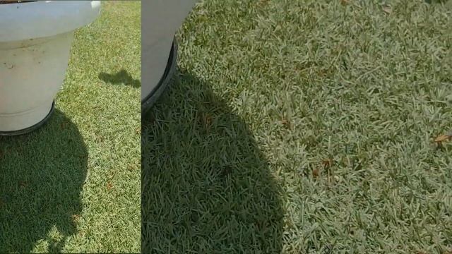 Как птенец бюльбюль (индийской канарейки) вырос в цветочном горшке смотреть онлайн