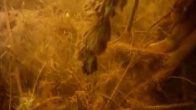 Подводные красоты Беляевского района смотреть онлайн