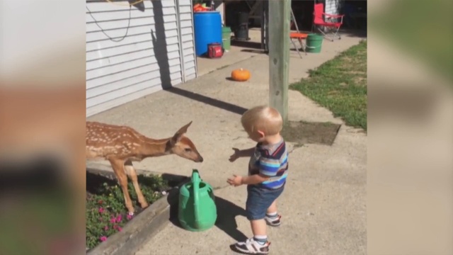 Маленький мальчик встретил олененка смотреть онлайн
