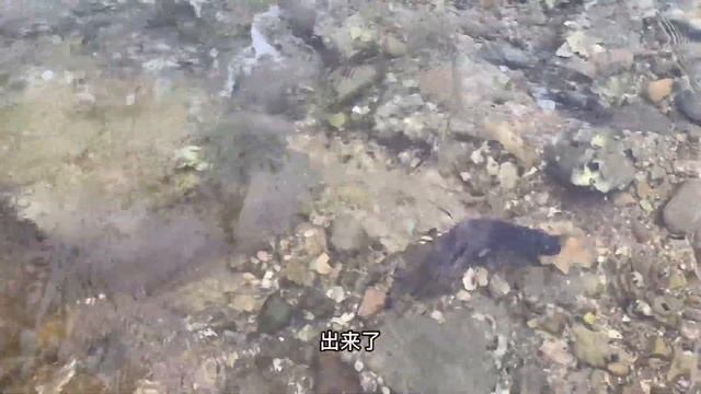牛牛趕海，發現八爪魚貓眼螺滿地爬，一個人撿的不亦樂乎【牛牛趕海海鮮】 смотреть онлайн