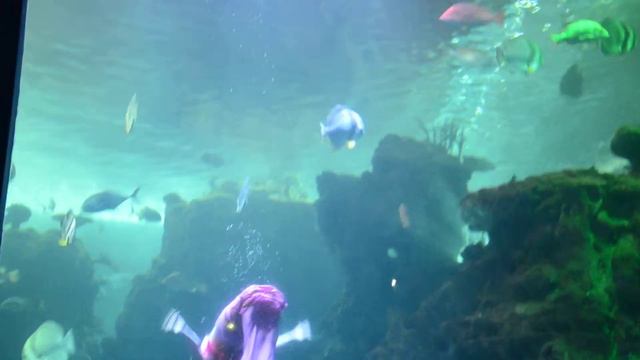 Guangzhou ZOO китайская русалка изрядно крупновата смотреть онлайн