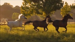 Бегущие лошади, табун..Красота!