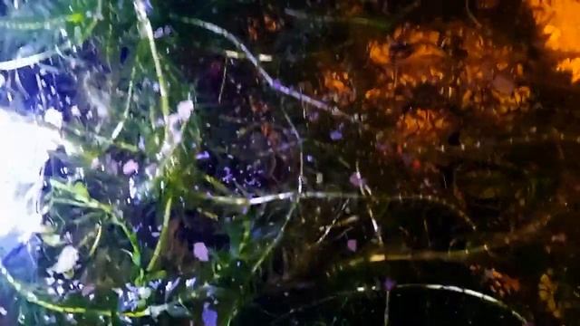 Обзор 200 литров и 60 литров. Основные новости и так болтовня)) смотреть онлайн