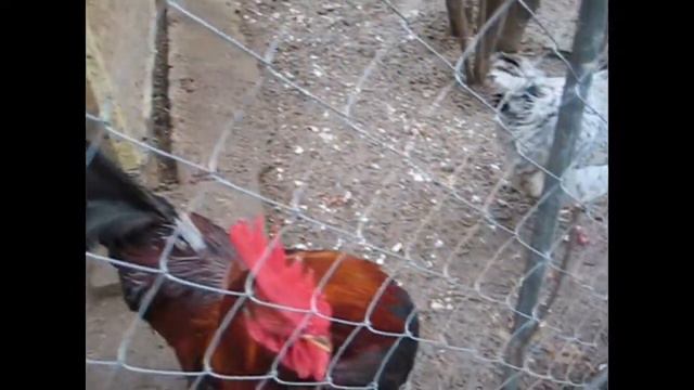 Кот, куры и моя любовь Петя смотреть онлайн