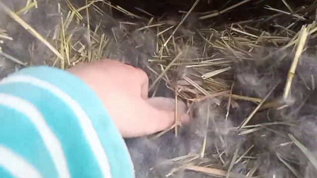 Крольчиха окролилась, что делать? Зачем проверять гнездо? Можно ли трогать крольчат руками? смотреть онлайн