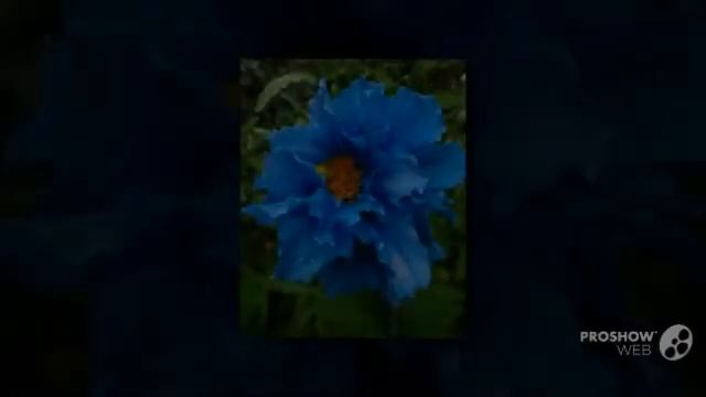 Meconopsis - garden plants смотреть онлайн