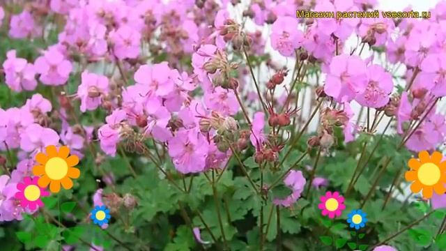 Герань кентабриджийская Кембридж. Краткий обзор, описание geranium cantabrigense Cambridge смотреть онлайн