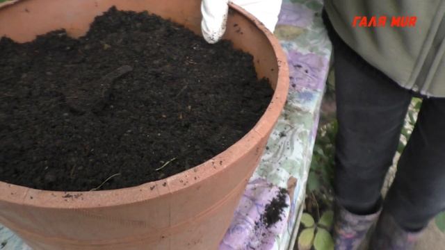 Как хранить герань зимой смотреть онлайн