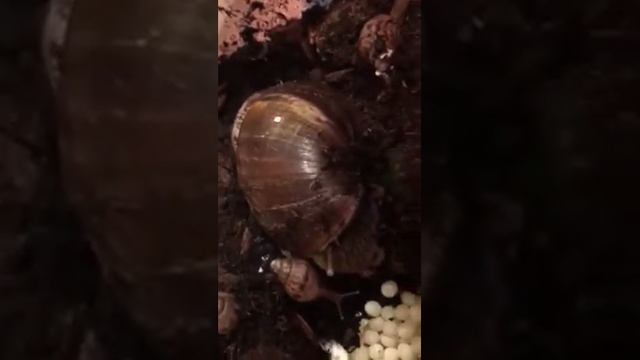 Ахатина откладывает яйца