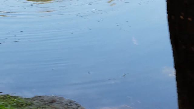 Ивановские Пруды в Красногорске во время утренней велопрогулки :) смотреть онлайн
