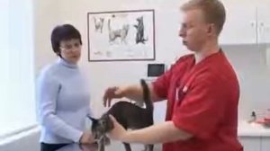 Уход за кошкой  Советы ветеринара