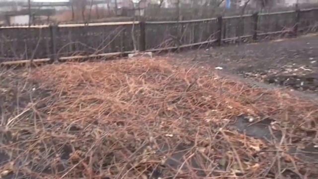 Как мы укрыли клубнику на зиму смотреть онлайн