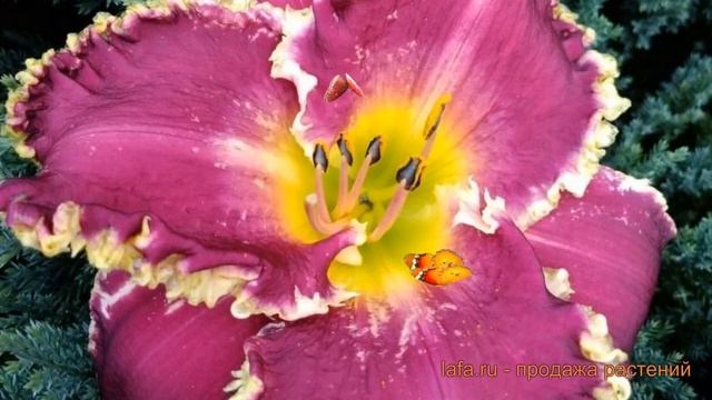 Лилейник гибридный Лилейник гибридный Беттилен ? обзор: как сажать, саженцы лилейника смотреть онлайн