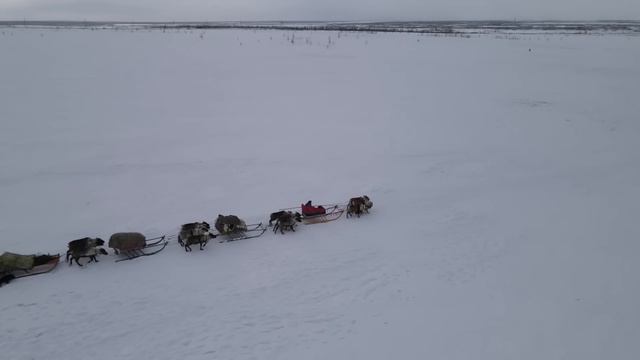Far North Survival.  Building the dwelling of the Nenets - CHUM Reindeer migration to the Arctic