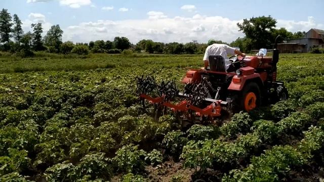 Минитрактор Шифенг СФ-240,окучивает картошку + настройка культиватора междурядной обработки смотреть онлайн