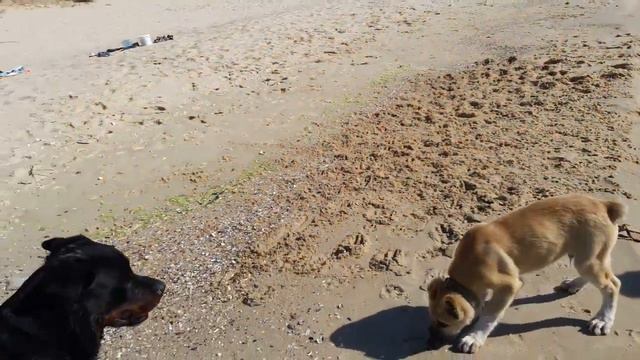 Ротвейлер VS Алабай/Rottweiler VS Alabai