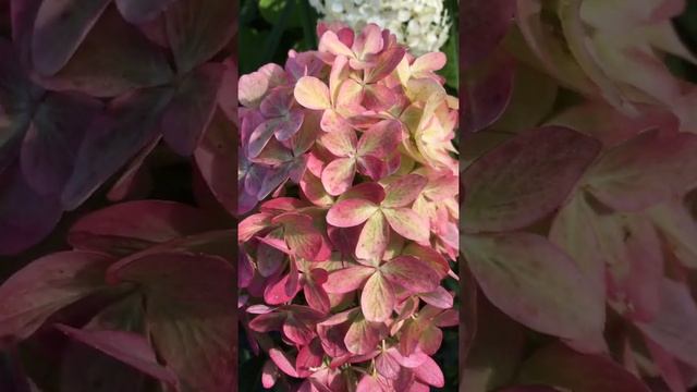 Гортензия Graffiti