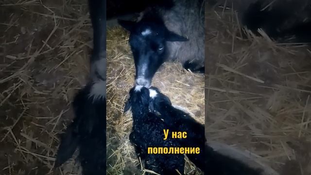 Ягнята романовской породы смотреть онлайн