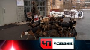 «Собачья жизнь» | «ЧП. Расследование»