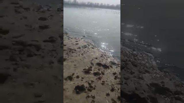 замор рыбы смотреть онлайн