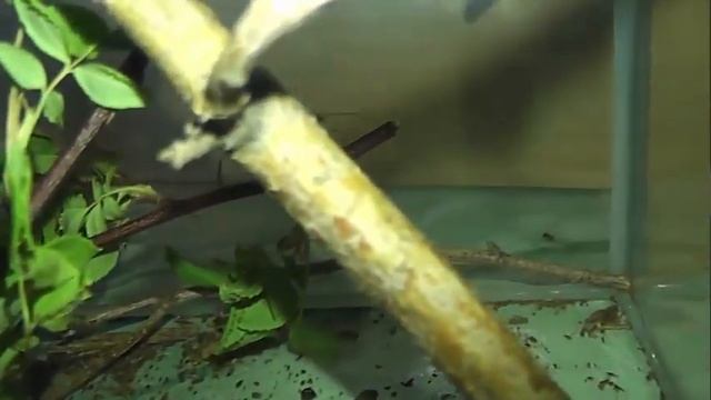 ИНСЕКТАРИЙ: 97. Netelia testacea смотреть онлайн