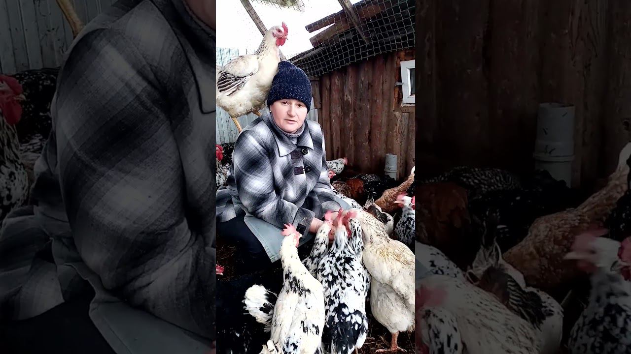 А ваши куры едят с рук? смотреть онлайн