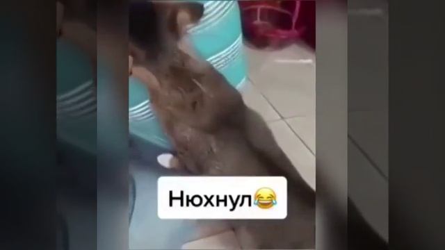Дал дал ушел смотреть онлайн