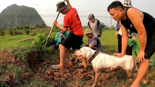 7 Brave hunters pitbull against python and 100 dragon snakes. смотреть онлайн