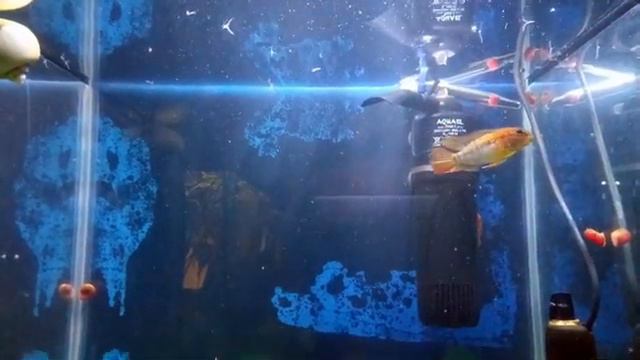 Особенности поведения апистограммы Макмастера / Behaviors Apistogramma macmasteri смотреть онлайн