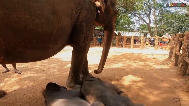 Most Funny and Cute Baby Elephants in Sri Lanka ? | Pinnawala Elephant Orphanage смотреть онлайн
