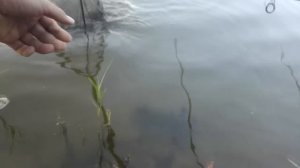 Рыбалка с ночевкой с прикормочным корабликом, Карп, Амур.