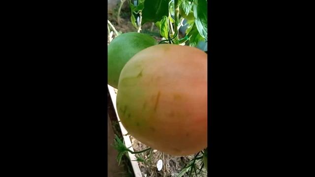 Томат Малиновое мамино сердце. Ватсап тел. 89229284031. г. Киров смотреть онлайн