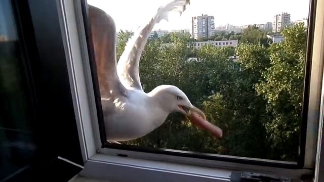 Как по утрам кормлю свою чайку с рук смотреть онлайн