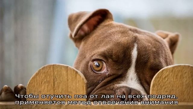 Как отучить собаку лаять смотреть онлайн