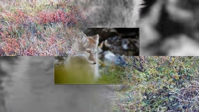 "Белянка и её соседи" - слайд для детей и подростков о песцах. Новинка 2018. МСЦ ЕХБ смотреть онлайн