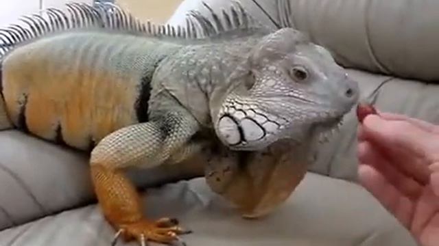 Самые прикольные домашние животные смотреть онлайн