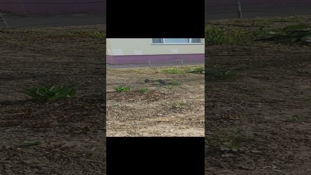 Галки. смотреть онлайн