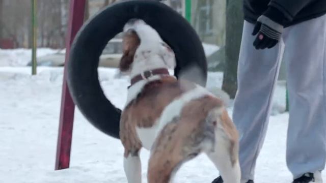 Американский бульдог Алисия Гадн Энджелс (8 месяцев) смотреть онлайн